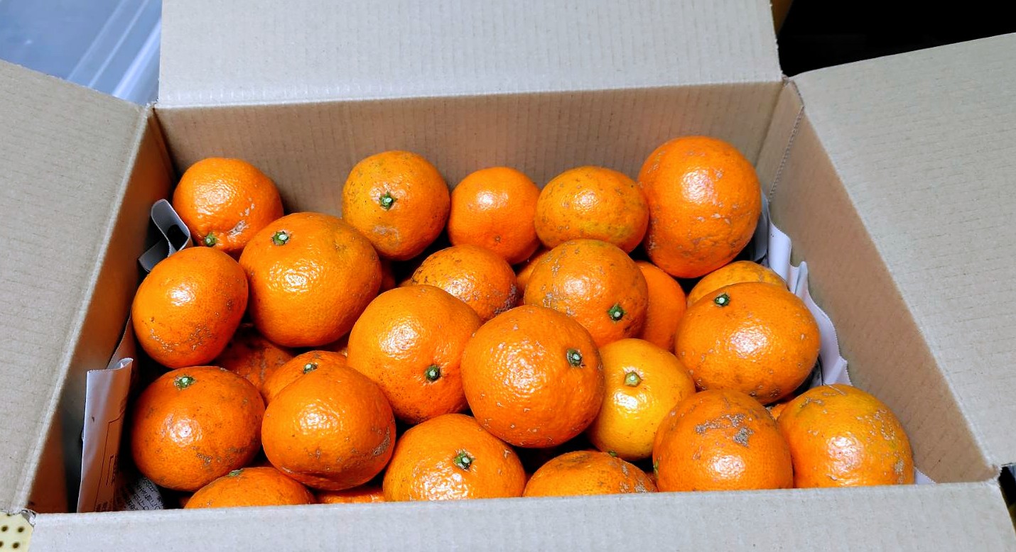 みかん5kg【農薬・化学肥料不使用】お一人様1箱限定